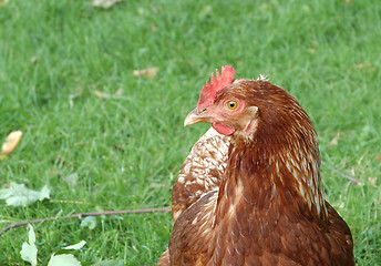 Image showing Hen looks around