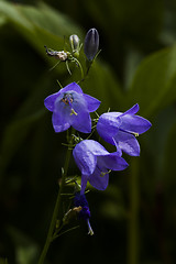 Image showing harebell