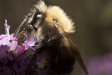 Image showing bumble bee up close