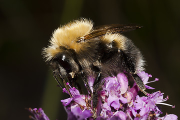 Image showing bumble bee up close