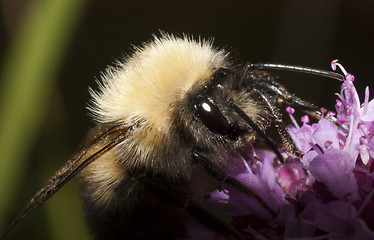 Image showing bumble bee 
