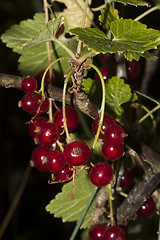 Image showing red  currant