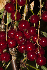 Image showing red currants