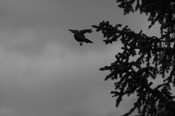 Image showing crow leaving a tree