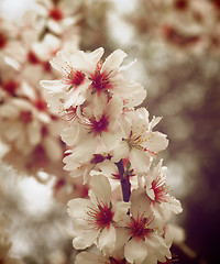 Image showing Cherry Blossom Branch