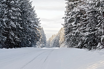 Image showing Road asphalt snow-covered and conifers