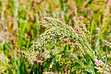 Image showing Millet ears of unripe