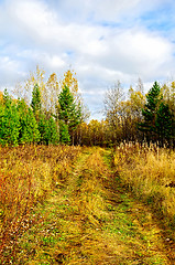 Image showing Forest autumn with green pine and road