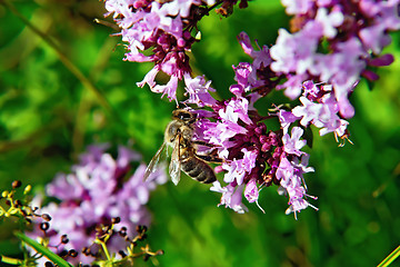 Image showing Bee on the flowers of oregano