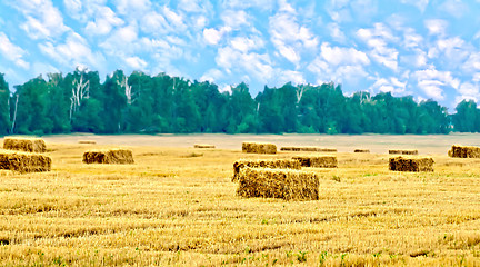 Image showing Bales of straw rectangular and trees