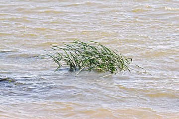 Image showing Reed in river water