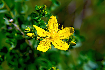 Image showing Hypericum Flower