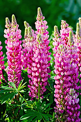 Image showing Lupin pink with leaves