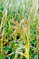 Image showing Millet ears on field background