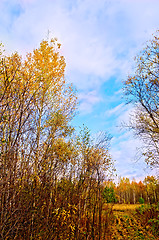 Image showing Forest autumn with road and blue sky