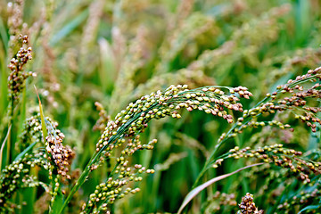 Image showing Millet stalks green