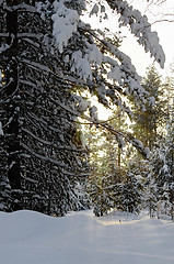 Image showing Forest winter at sunset