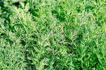 Image showing Dill green in the garden