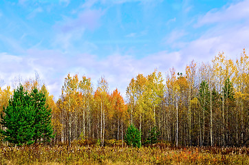 Image showing Forest autumn and blue sky