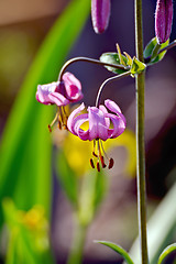 Image showing Lilium martagon purple