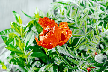 Image showing Poppy red with leaves