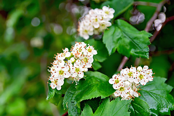 Image showing Hawthorn white flowers