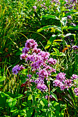 Image showing Oregano in the grass