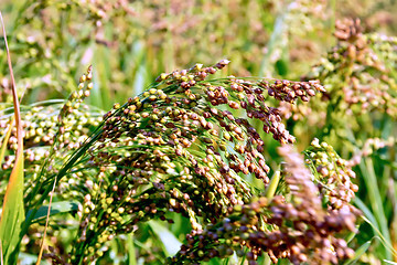 Image showing Millet ears red