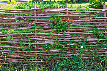 Image showing Fence wicker willow with bindweed