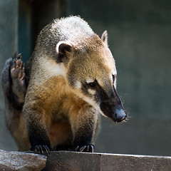 Image showing South American coati, or ring-tailed coati