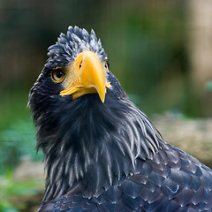 Image showing Steller\'s sea eagle