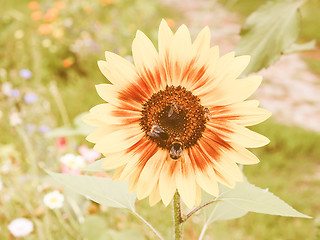 Image showing Retro looking Sunflower flower