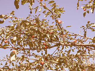 Image showing Retro looking Trees in a park