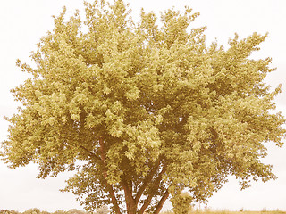 Image showing Retro looking Tree in a park