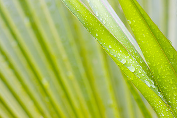 Image showing Leaves of a palmtree after the rain