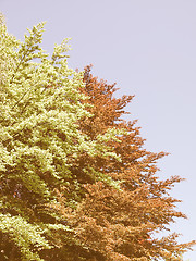 Image showing Retro looking Tree plant