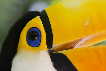 Image showing Close-up of a toucan