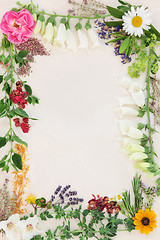 Image showing Flower and Herb Medicinal Border