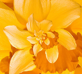 Image showing Daffodil Flower Droste