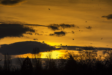 Image showing Birds Flying in Sunset