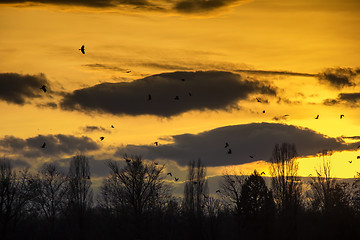 Image showing Birds Flying in Sunset