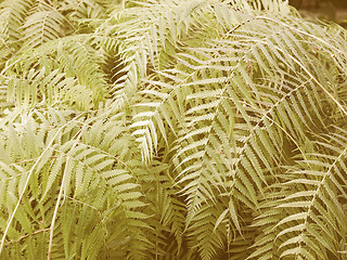 Image showing Retro looking Ferns picture