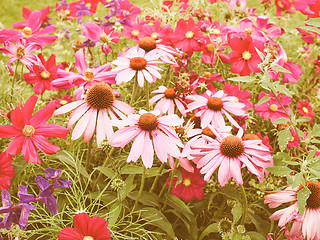 Image showing Retro looking Daisy flower