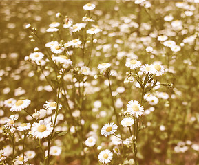 Image showing Retro looking Daisy picture