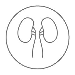 Image showing Kidney line icon.