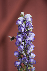 Image showing bumle bee approaching a wolfsbane