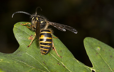 Image showing common wasp