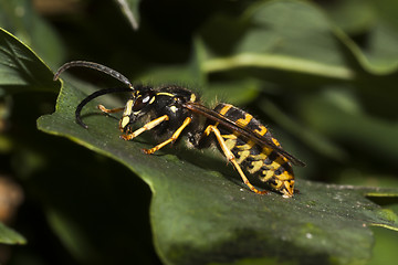 Image showing wasp