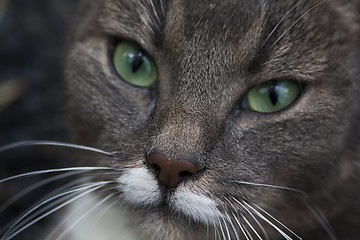 Image showing greeneyed cat