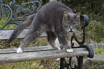 Image showing angry cat